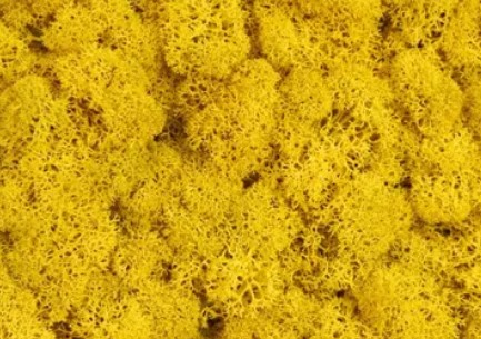 Жёлтый стабилизированный мох