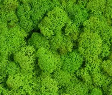 Салатовый стабилизированный мох