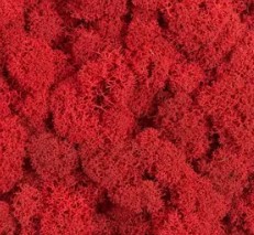 Красный стабилизированный мох