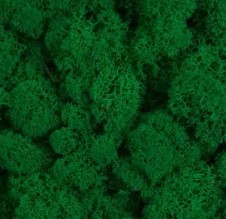 Тёмно-зелёный стабилизированный мох