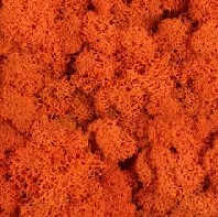 Оранжевый стабилизированный мох